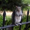 Grey squirrel standing on a railing in a park.