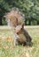 Grey squirrel tail closeup on grass with bushy tail