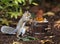 Grey Squirrel Taking Peanut from Wood Bucket