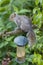 Grey squirrel on tree branch in garden