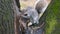 Grey squirrel on wet tree finding food