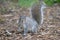 A Grey Squirrel in woodland