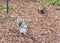 Grey squirrel at Woods