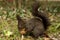 Grey squirrel in the woods eating a walnut