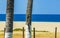 Grey squirrels play on palm trees on the beach Mexico