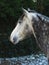 Grey Stallion Headshot in Snow