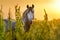 Grey stallion horse portrait