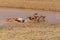 Grey Stallion taking a mud bath