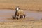 Grey Stallion taking a mud bath