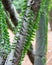 GREY STEM OF THE MADAGASCAR OCOTILLO WITH SMALL GREEN LEAVES IN ROWS