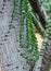 GREY STEM OF THE MADAGASCAR OCOTILLO WITH SMALL GREEN LEAVES AND THORNS IN ROWS