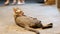 Grey stray cat lying on the ground at night street