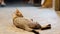 Grey stray cat lying on the ground at night street