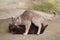 Grey stray cat making love to black cat