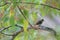 A Grey-streaked Flycatcher on a branch of tree