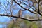 A Grey-streaked Flycatcher on a branch of tree