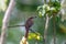 Grey-streaked Flycatcher (Muscicapa griseisticta) in Costa Rica