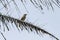 Grey-streaked Flycatcher (Muscicapa griseisticta) in Costa Rica