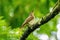 Grey-streaked Flycatcher (Muscicapa griseisticta) taken in Costa Rica