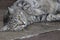 Grey striped cat relaxing on warm stones