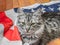 The grey striped cat is resting patriotically on the star-striped American flag.
