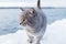 Grey striped cat walks on the snow-covered Bank of the river or the sea on a frosty Sunny day