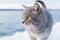 Grey striped cat walks on the snow-covered Bank of the river or the sea on a frosty Sunny day