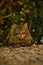 Grey striped domestic cat lying on a rocky outcrop in a natural forest setting