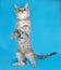 Grey striped kitten standing on blue