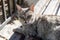 Grey striped stray street cat with the fragmentation ear resting on the bench on the street. Abandoned street cats shelter concept