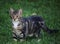 Grey striped tabby kitten in the grass