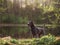 Grey summer thai ridgeback dog in forest