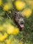 Grey summer thai ridgeback dog in forest in beauty flowers