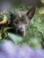 Grey summer thai ridgeback dog in forest in beauty flowers