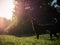 Grey summer thai ridgeback dog in forest in beauty flowersGrey summer thai ridgeback dog in forest