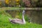 Grey Swan on the grass near the lake. Nature.