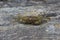 Grey Swimming Crab on a Large Rock in Maine