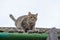 Grey tabby cat atop a rooftop, gazing up into the sky