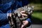 Grey tabby cat being carried in the arms of its owner