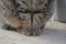 Grey tabby cat close up of front legs and paws