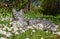 Grey tabby cat in the daisy flower meadow