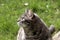 Grey tabby cat on lawn in Swiss village garden