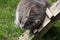 Grey tabby cat on lawn in Swiss village garden