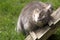 Grey tabby cat on lawn in Swiss village garden