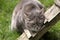 Grey tabby cat on lawn in Swiss village garden