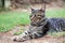 grey tabby cat lies on the ground and stretched out