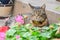 Grey tabby cat lying in the street on the steps of the house porch