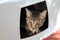 Grey tabby cat in plastic box lid