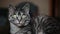 A grey tabby cat\'s face close-up