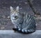 Grey tabby cat sits on the curb